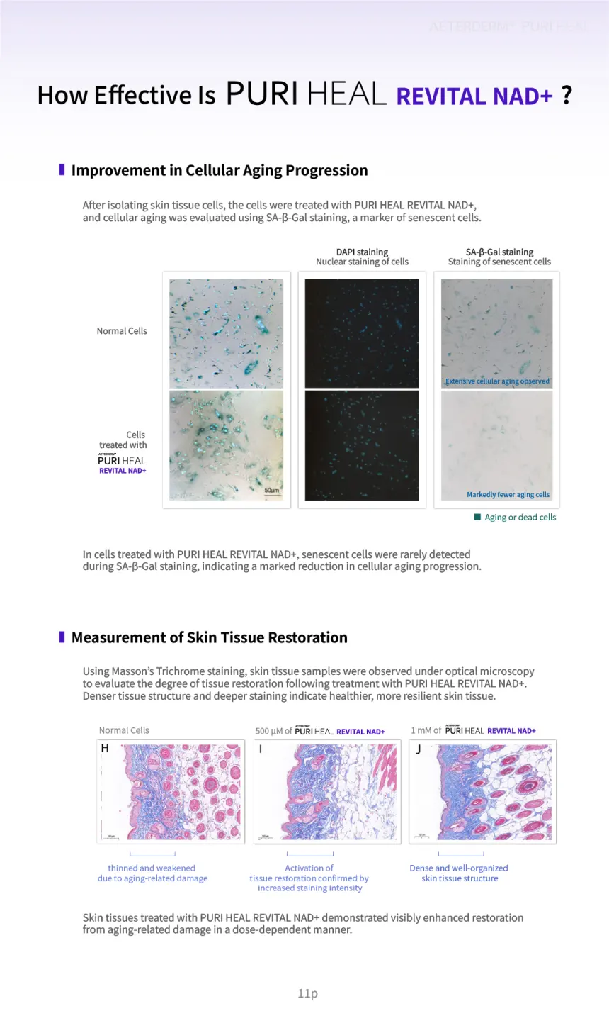 PURI HEAL GLOW brochure page 11