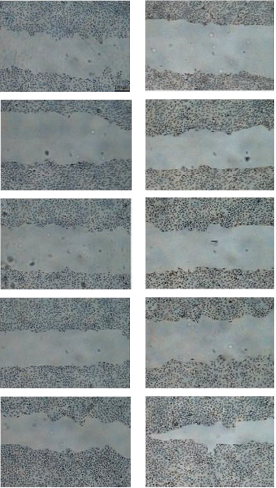 collagen synthesis trial sheet image