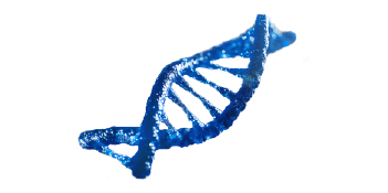 polynucleotide contained in the PURIHILO PN